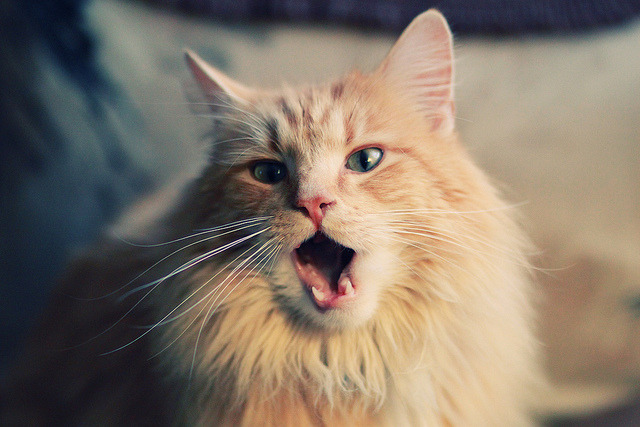 今年联盟三分球命中率前十队伍表现亮眼！，2020三分球命中率排行榜