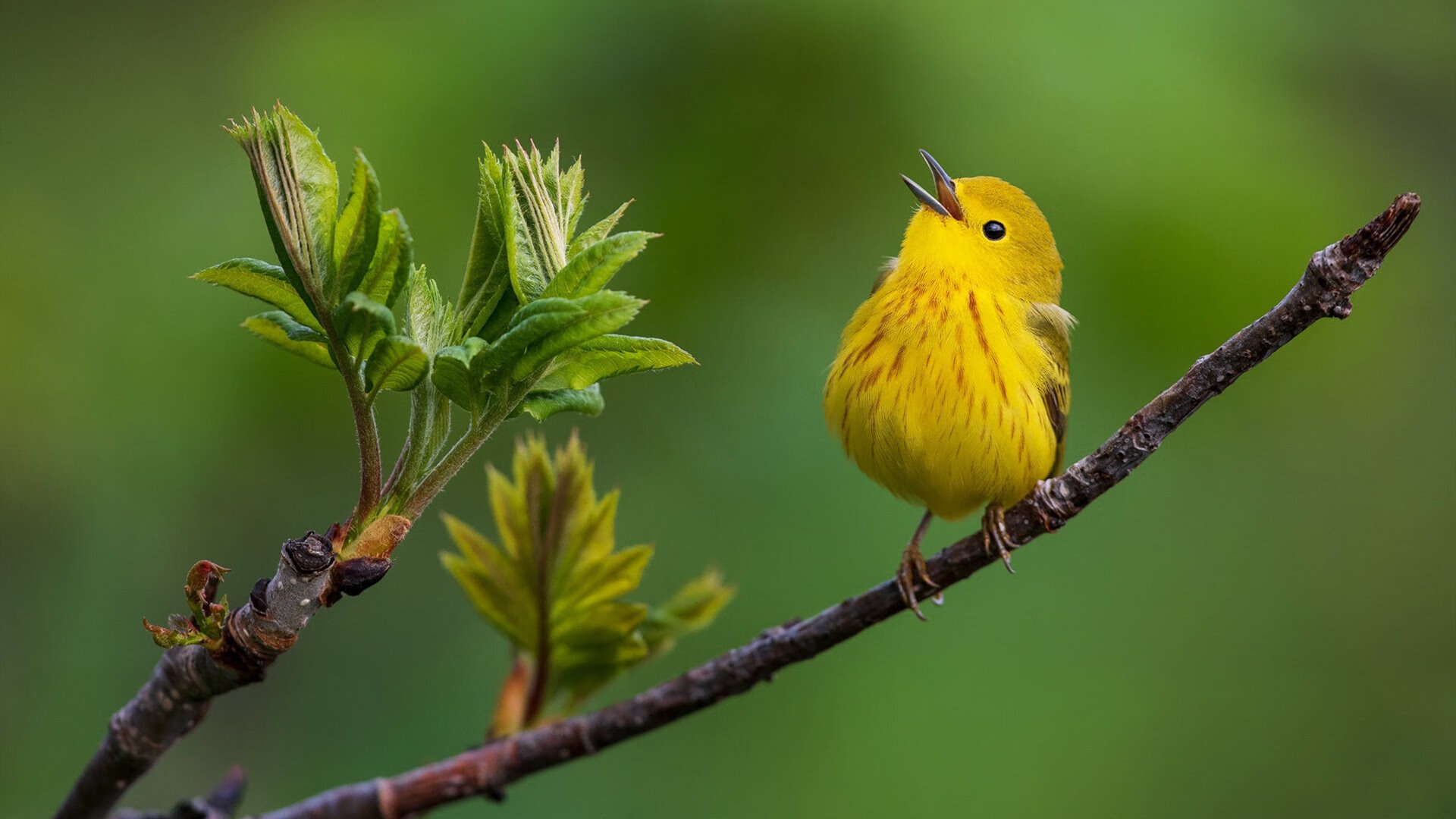 伊朗马术协会推出马匹健康管理系统，提升马匹福利。，伊朗 马赛克