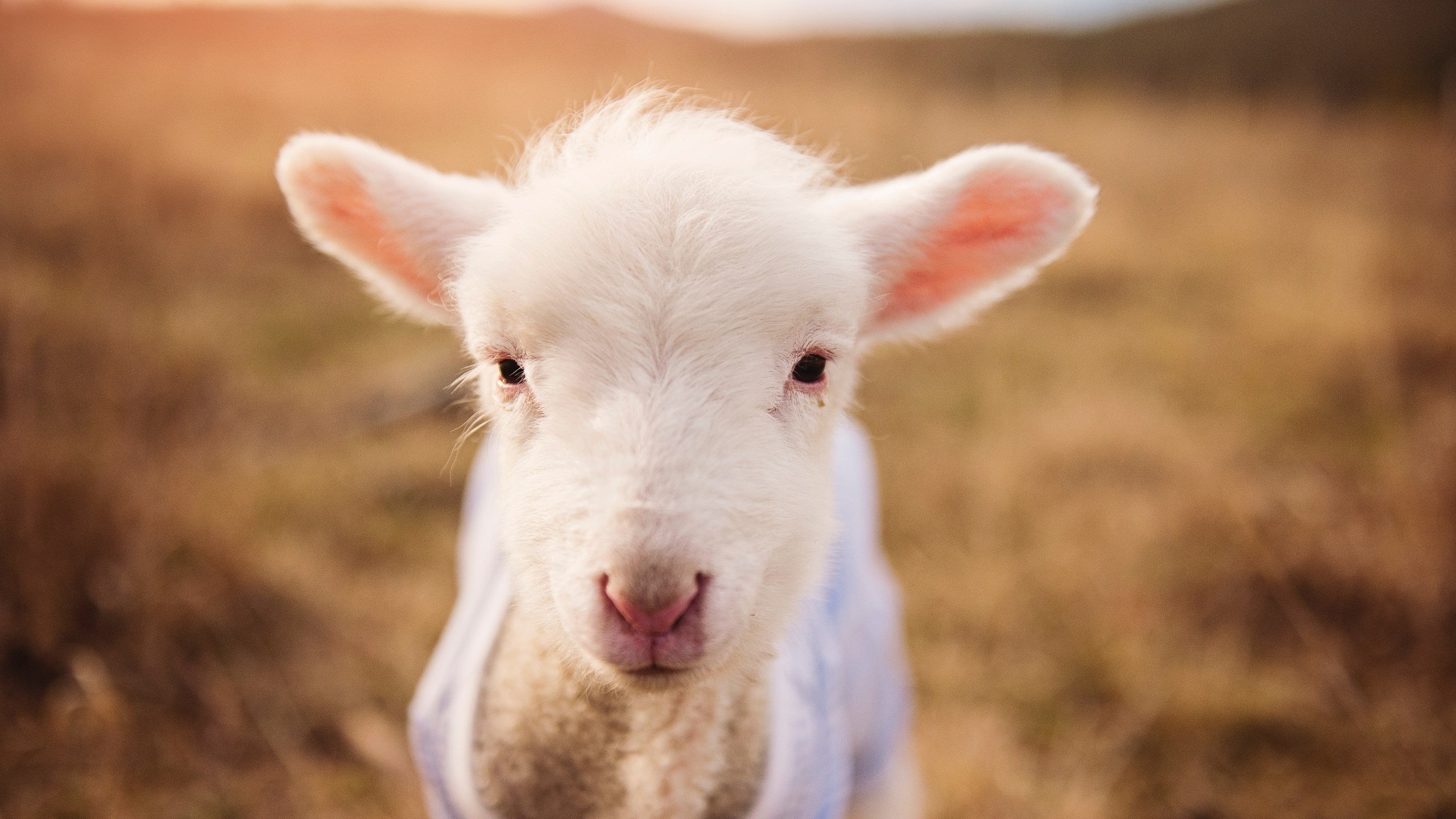 四季皆篮球：全新休赛期方案带来的惊喜与争议，篮球季节