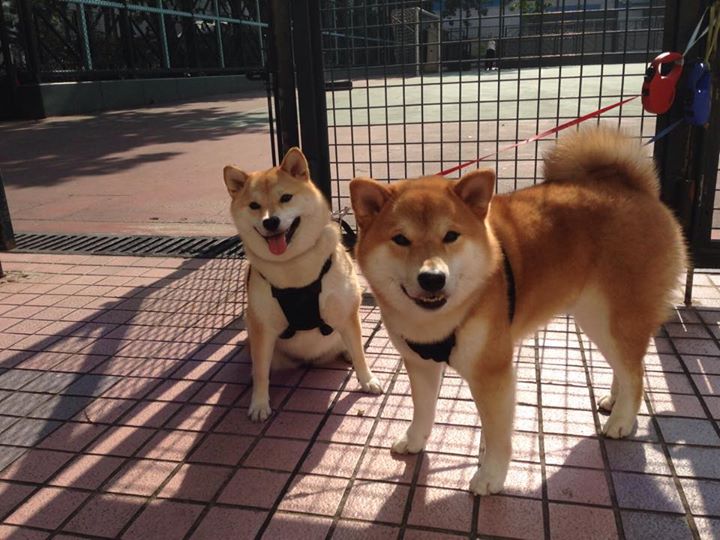山地穿越障碍赛,挑战自然的极限玩法,山地户外越野挑战赛